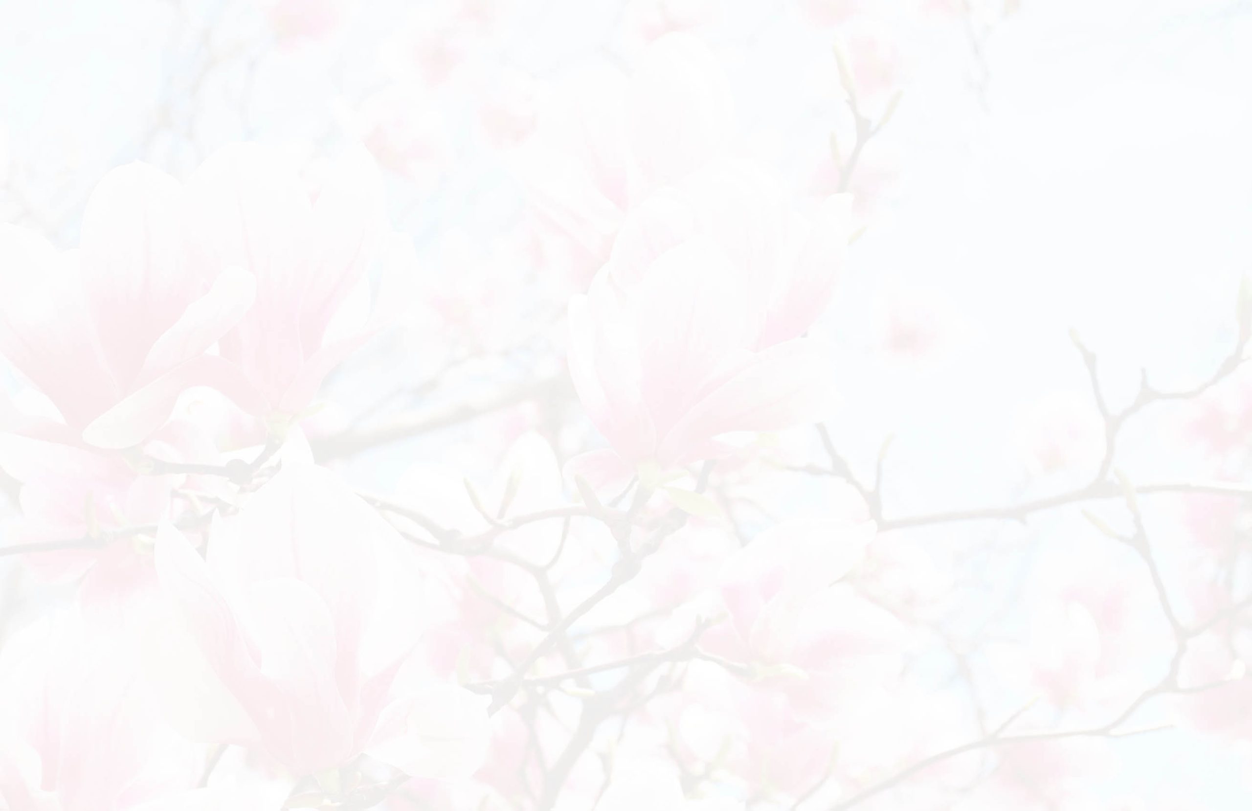 Magnolia,Tree,Blossom